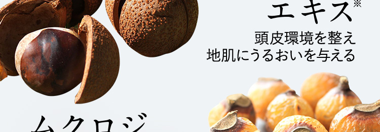 マロニエエキス※ 頭皮環境を整え地肌にうるおいを与える